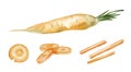 Fresh yellowstone carrots with sliced Ã¢â¬â¹Ã¢â¬â¹pieces. Watercolor hand drawn illustration Royalty Free Stock Photo